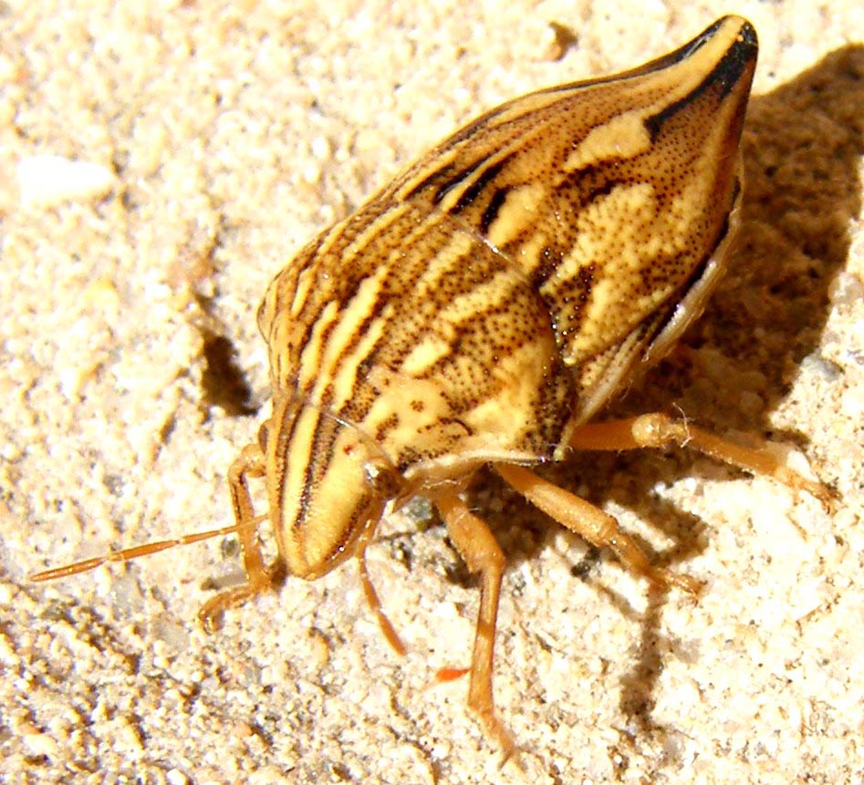 Scutelleridae: Odontotarsus caudatus della Sardegna