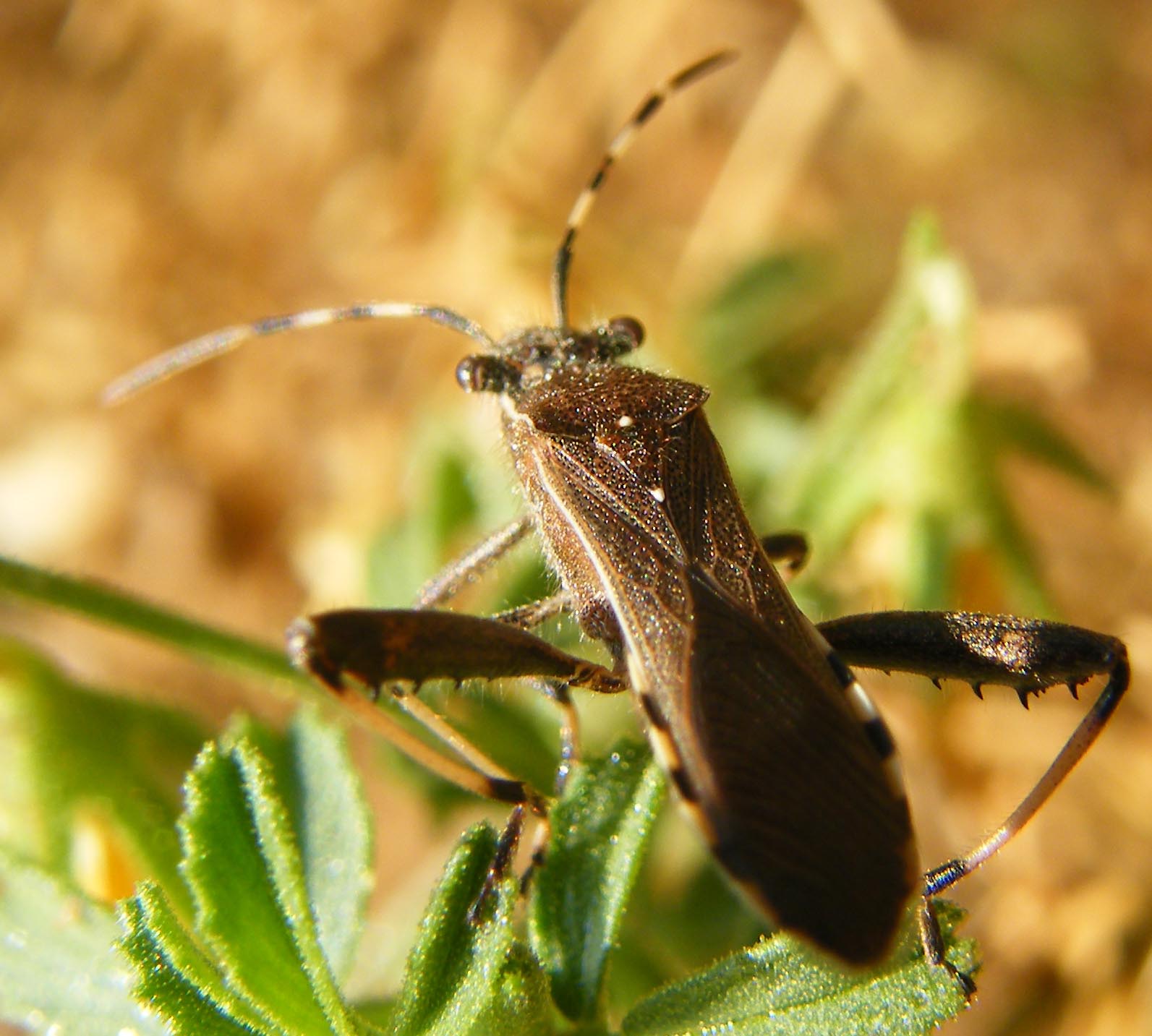 Camptopus lateralis