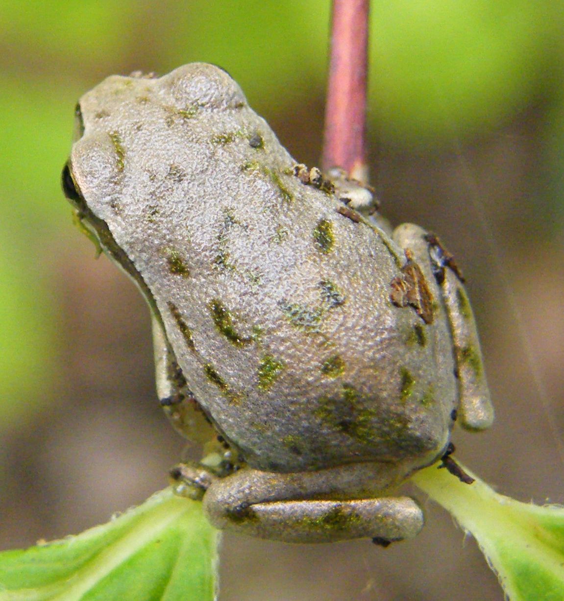 Hyla sarda