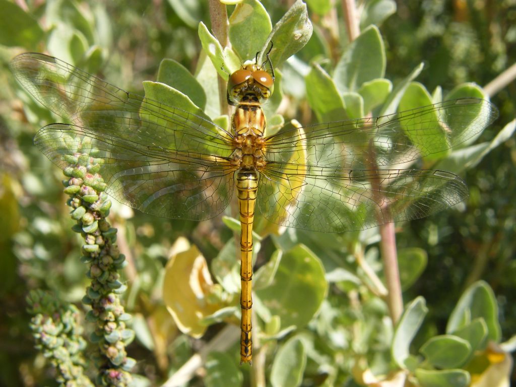 Sympetrum striolatum