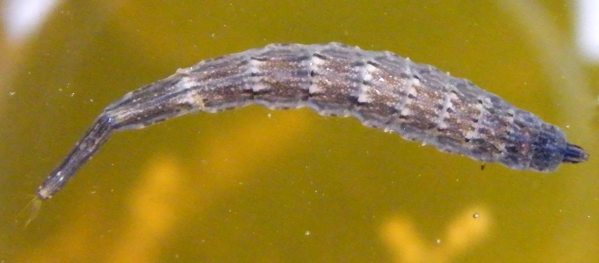 Larve di Stratiomyidae