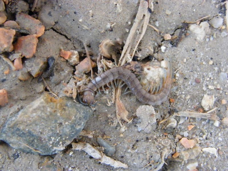 Scolopendra oraniensis sarda