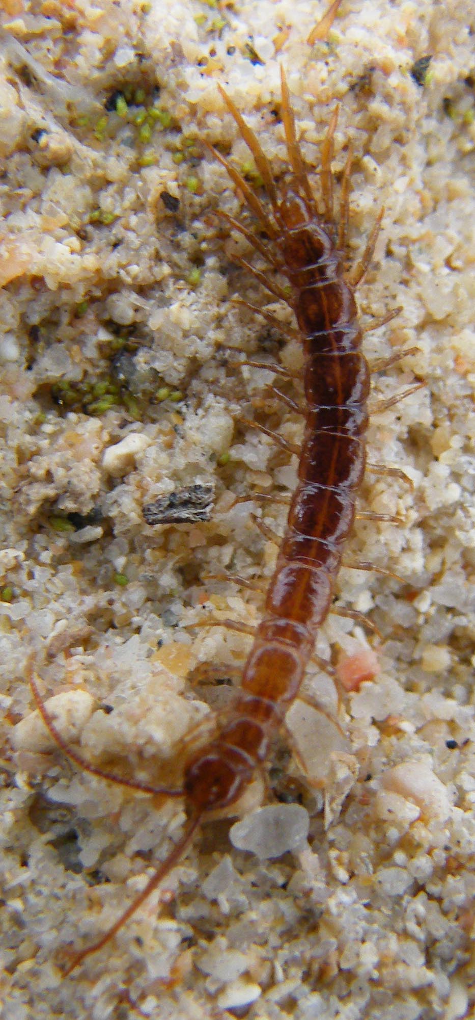 Lithobius