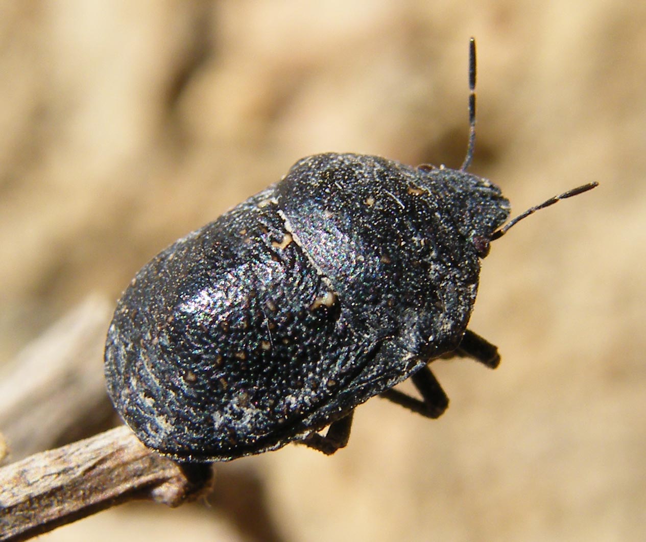 Scutelleridae: Psacasta cf exanthematica della Sardegna (CA)