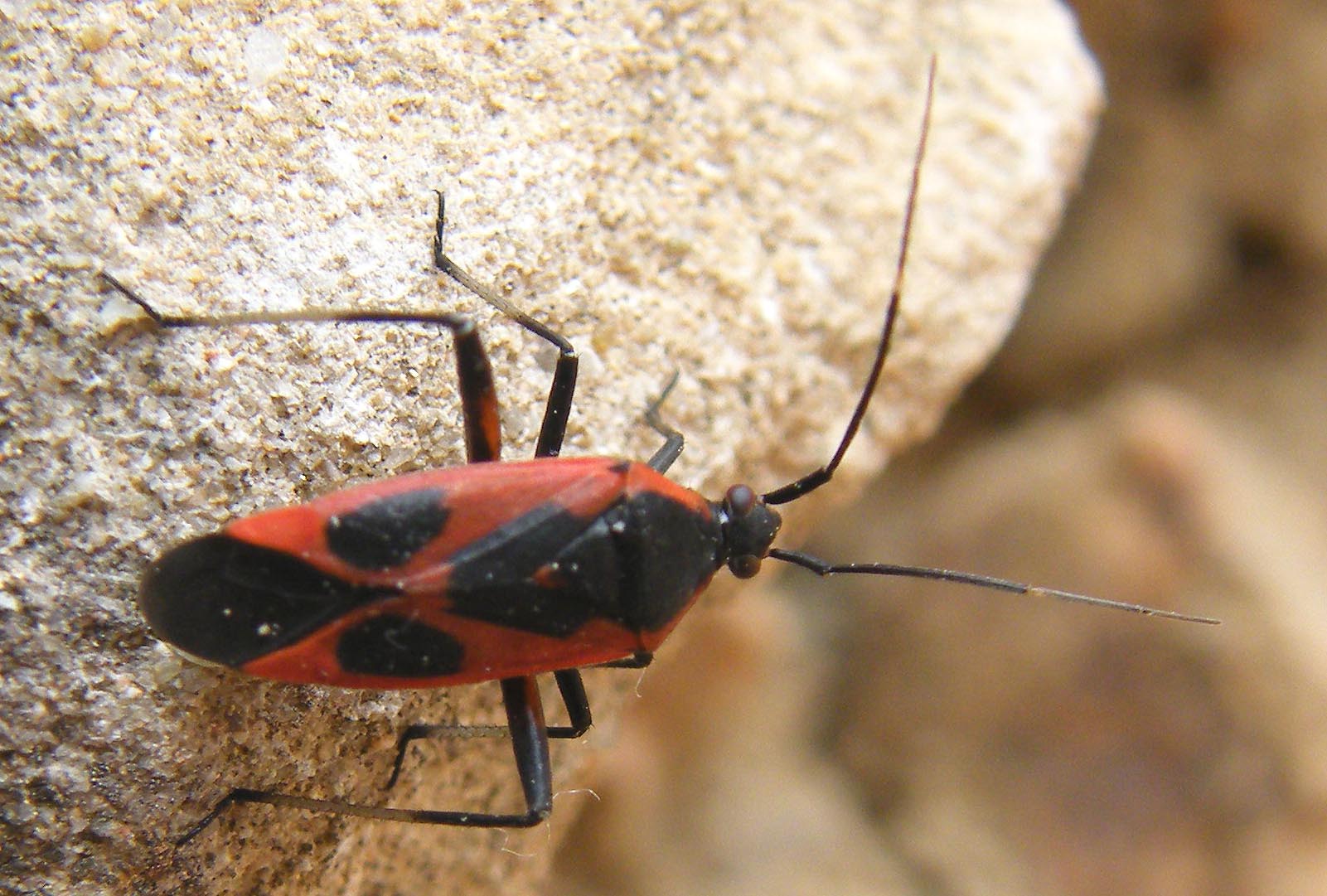 Miridae: Calocoris nemoralis, f.confluens