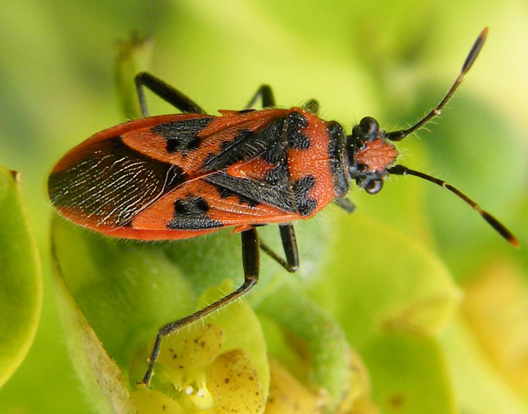 Rhopalidae: Corizus hyoscyami di Sardegna