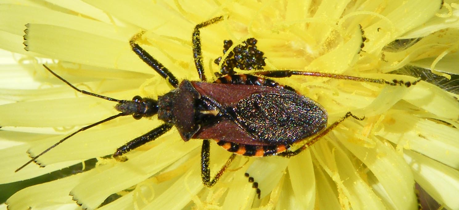 Reduviidae:  Rhynocoris erythropus di Sardegna