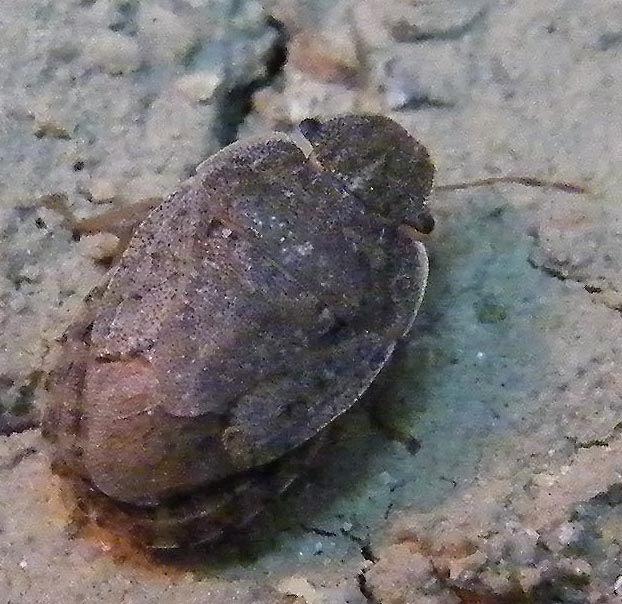 Pentatomidae: Sciocoris helferi del Cagliaritano