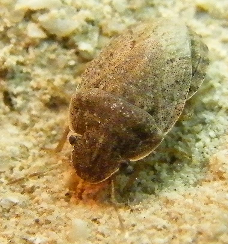 Pentatomidae: Sciocoris helferi del Cagliaritano