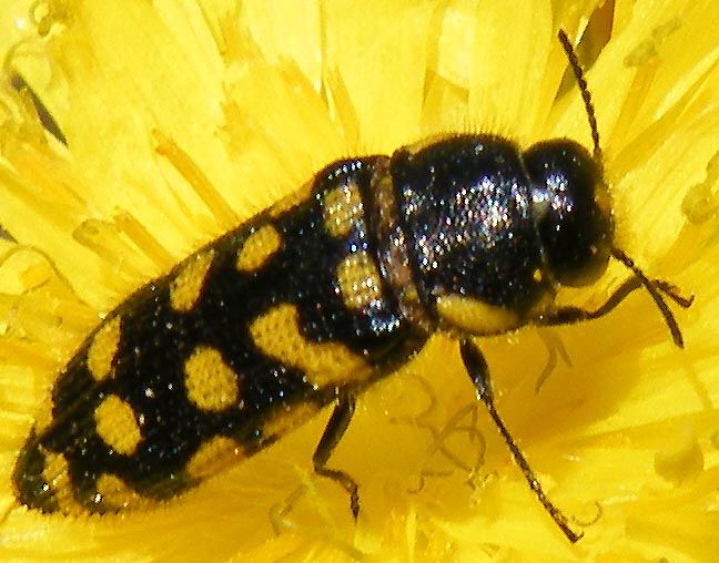 Acmaeodera prunneri