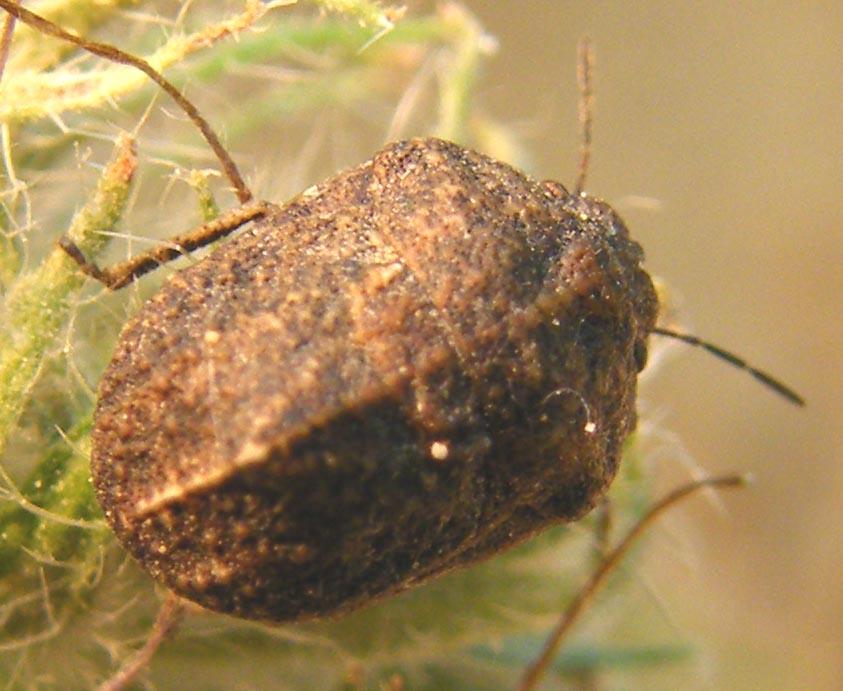 Scutelleridae: Psacasta tuberculata della Sardegna