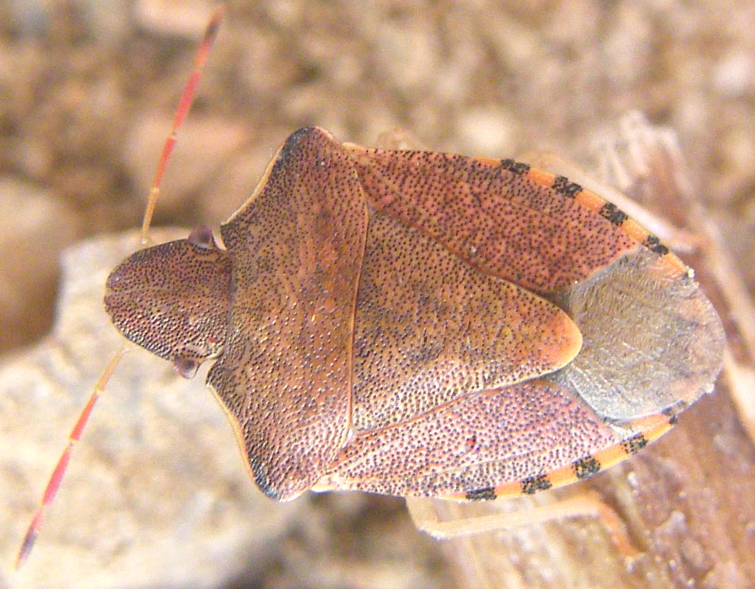 Pentatomidae: Holcostethus strictus nel Cagliaritano