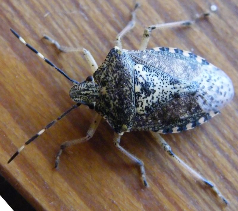 Pentatomidae: Rhaphigaster nebulosa del Cagliaritano