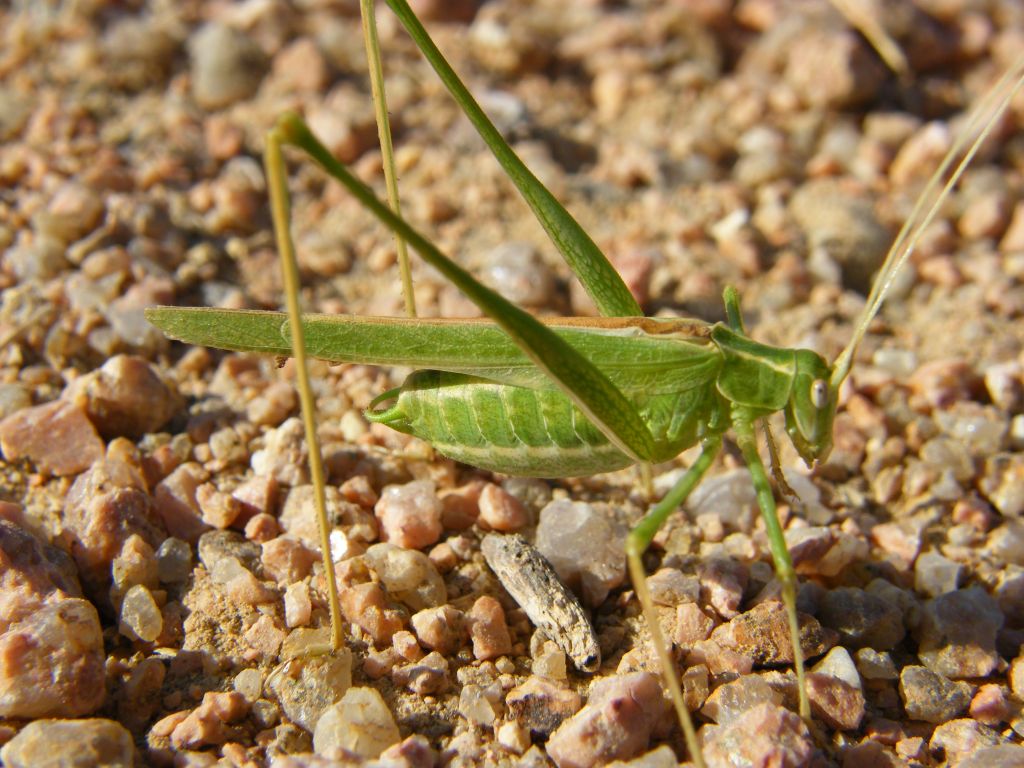 Phaneroptera da determinare