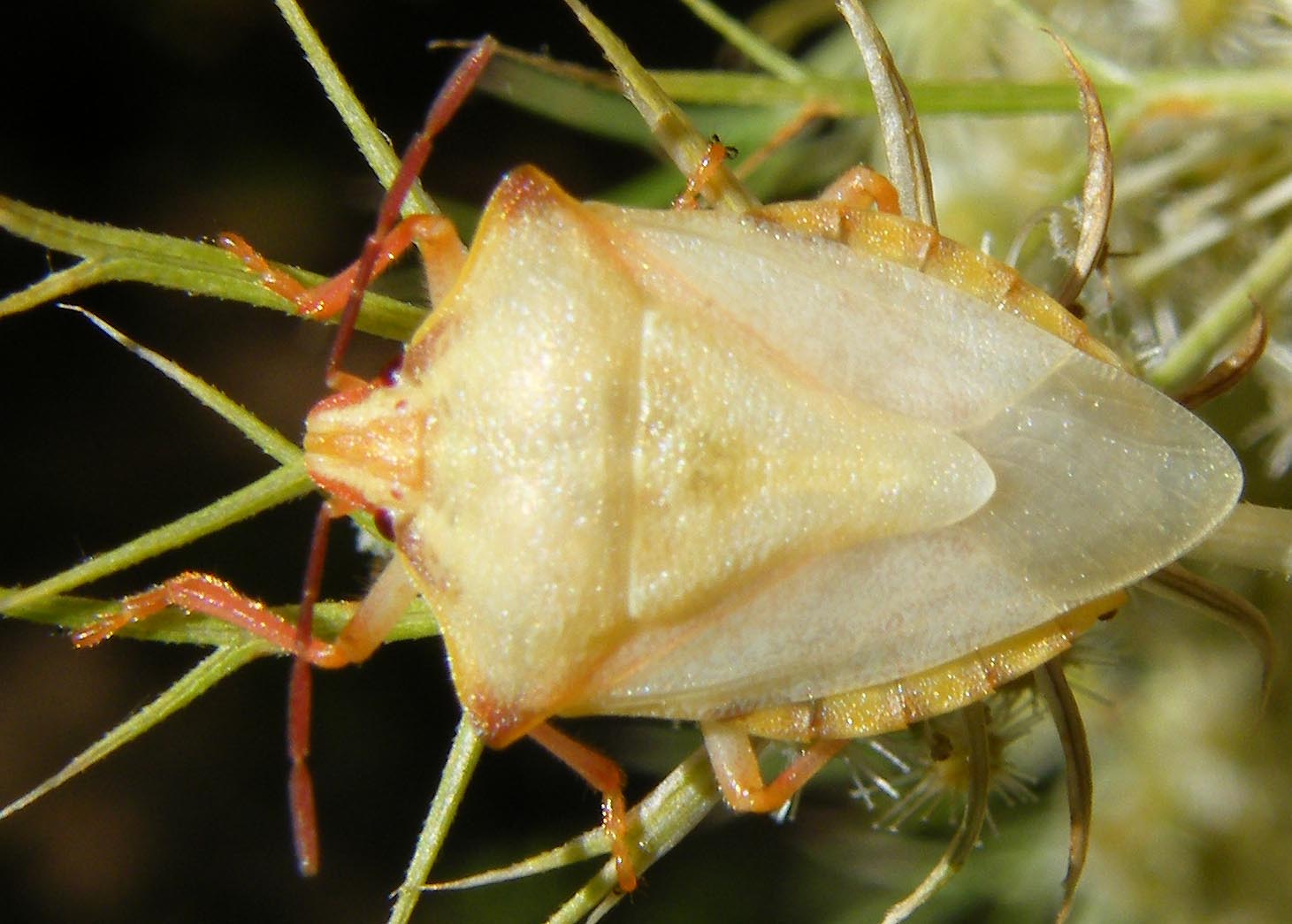 Carpocoris mediterraneus atlanticus 