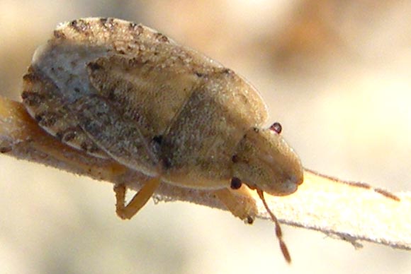 Pentatomidae: Sciocoris helferi delle saline di Cagliari