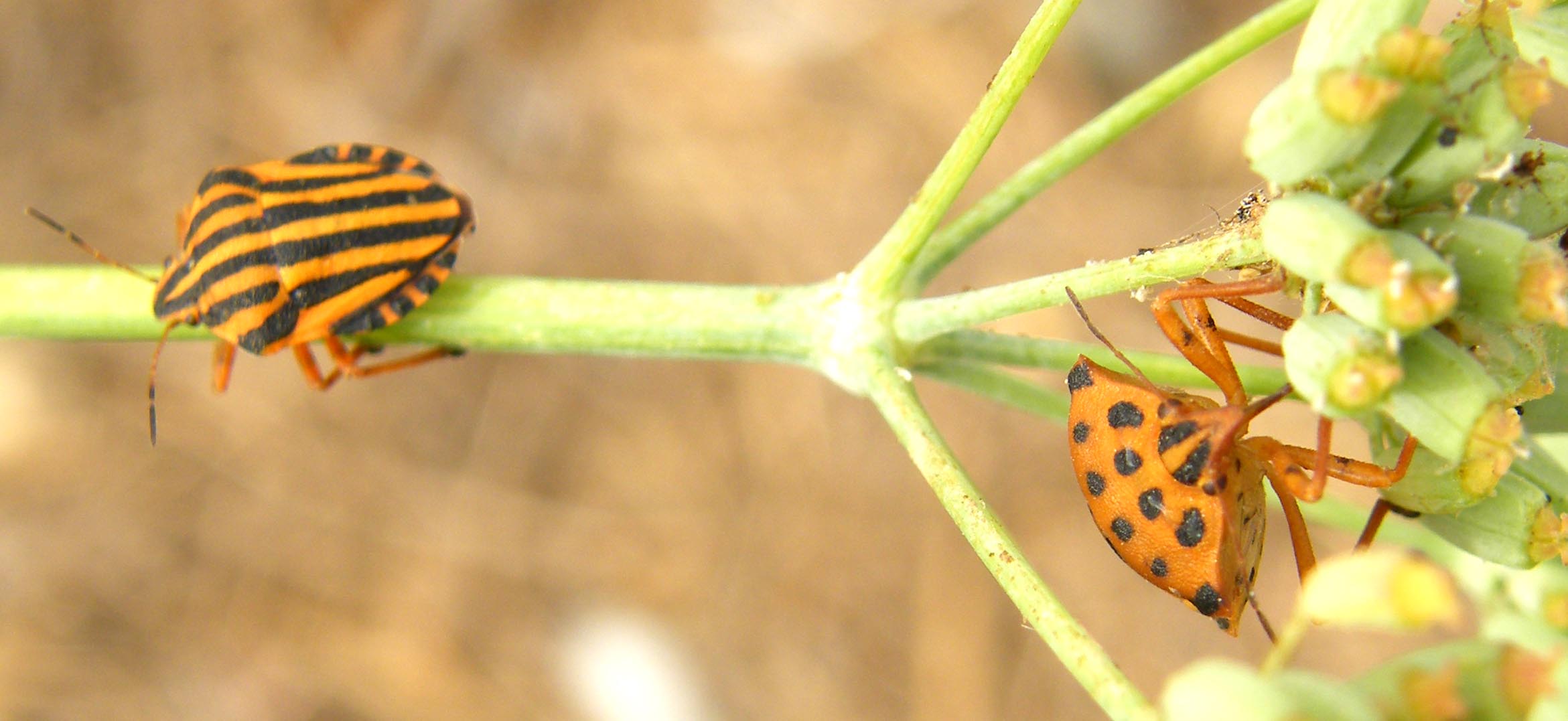 Pentatomidae: neanide di Graphosoma