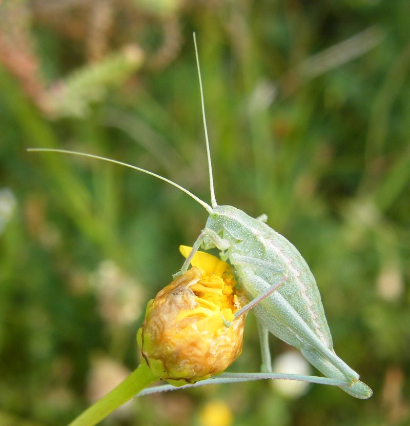 Odontura sp.