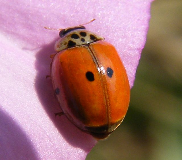 Coccinella da determinare