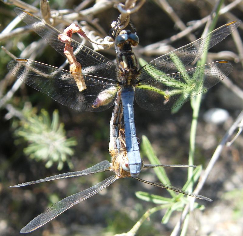 Quale Orthetrum? - Orthetrum coerulescens anceps