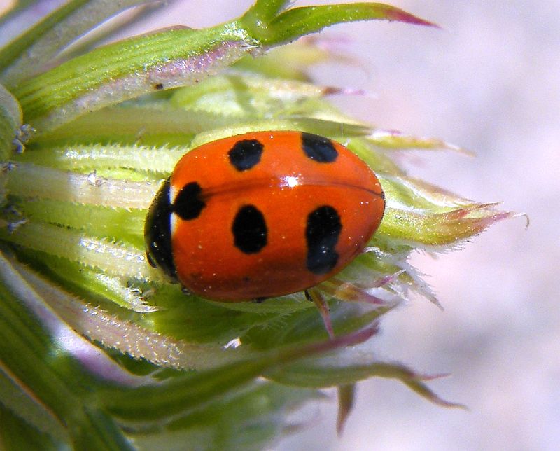 Coccinella septempunctata?