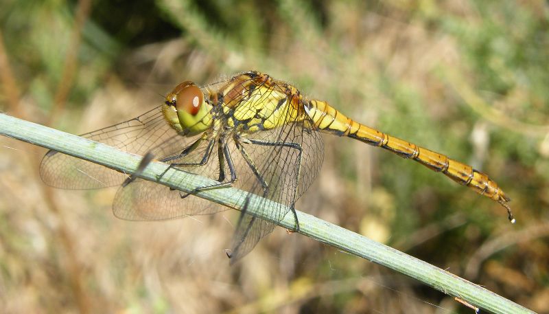 Sympetrum striolatum?