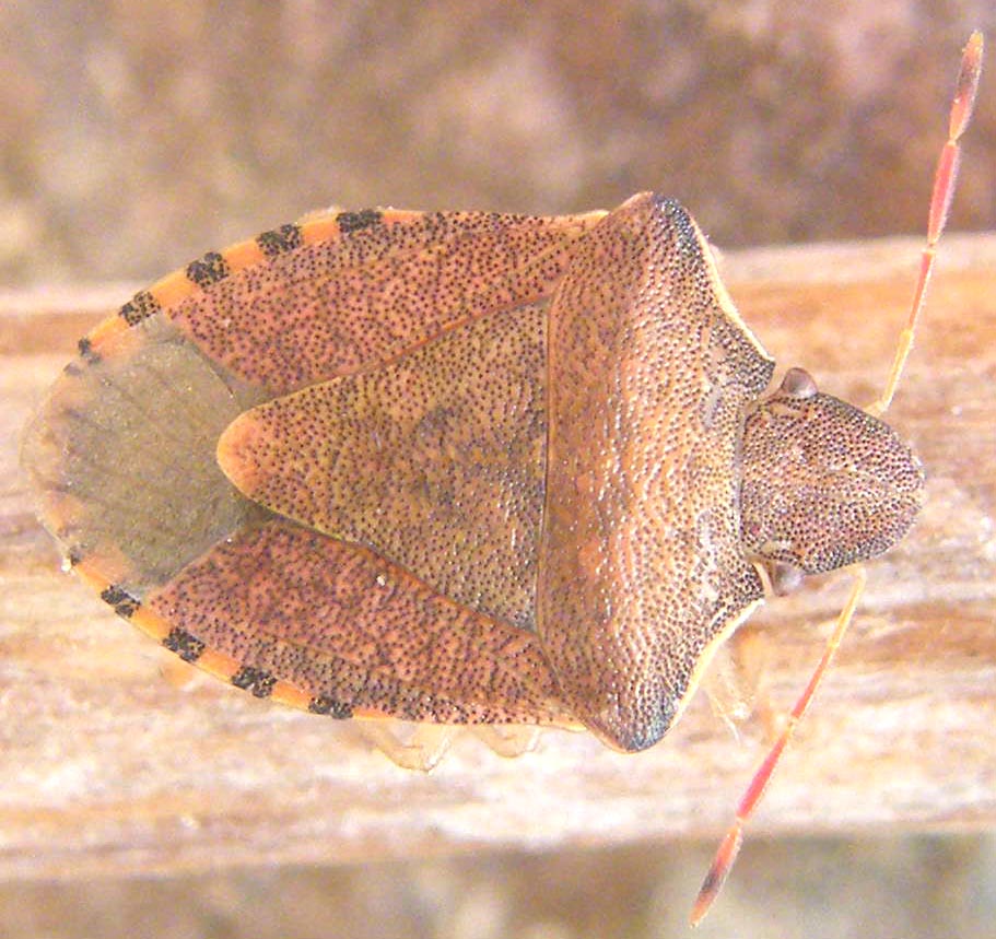 Pentatomidae: Holcostethus strictus nel Cagliaritano