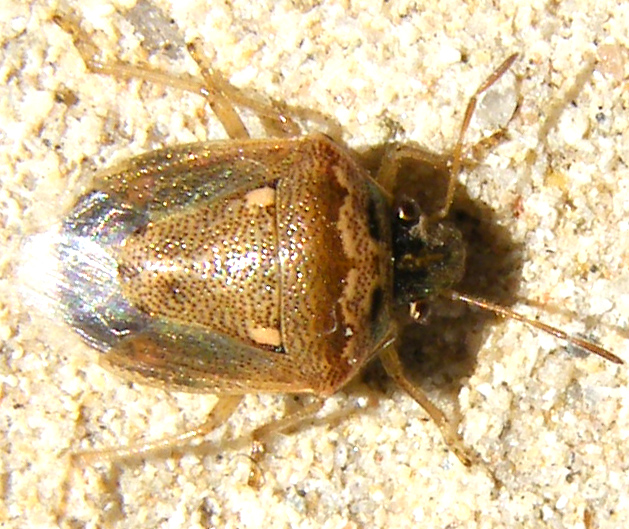 Pentatomidae: Eysarcoris ventralis delle saline di Cagliari