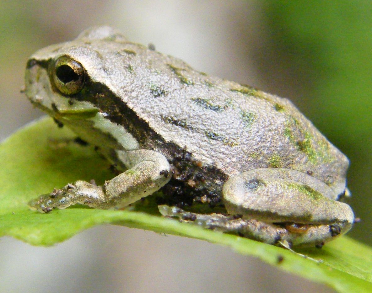 Hyla sarda