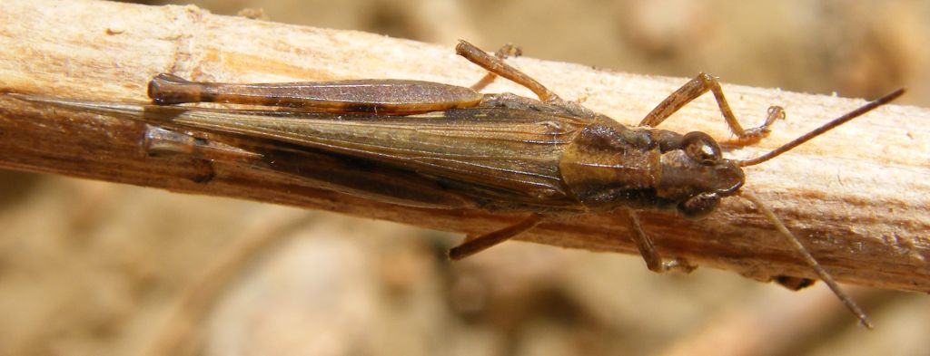 Aiolopus thalassinus