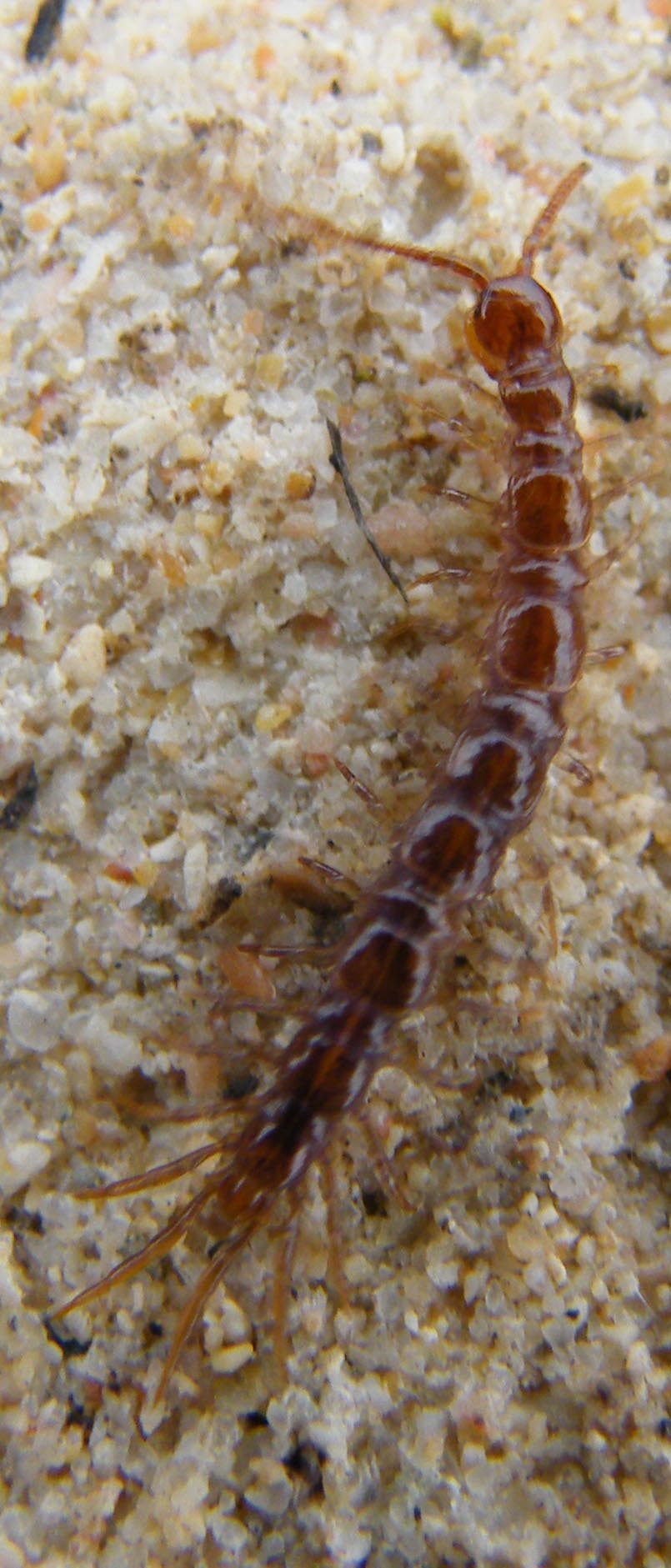 Lithobius