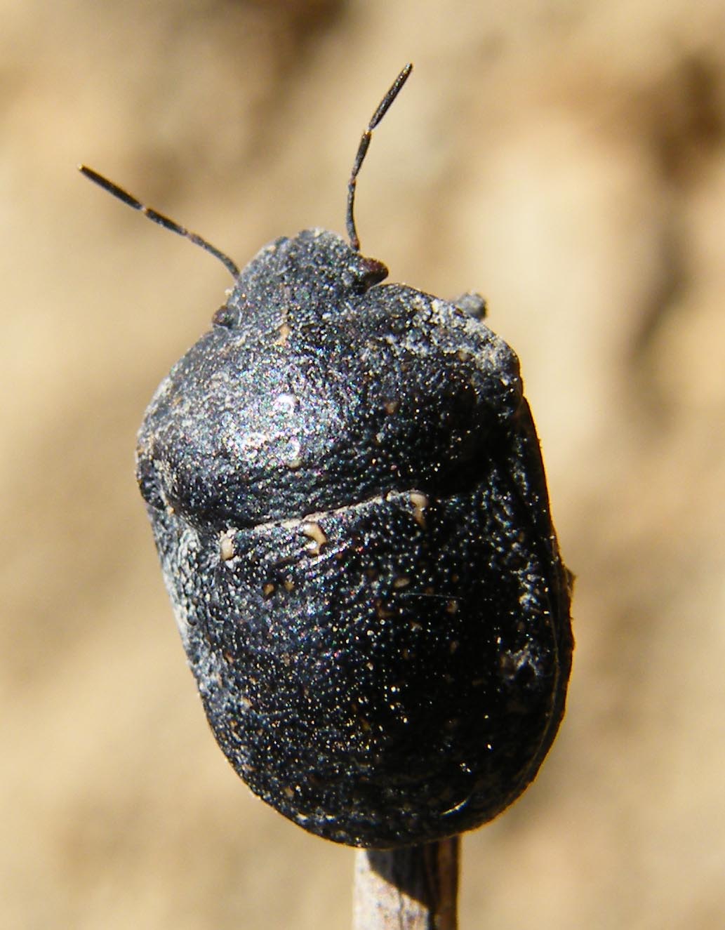 Scutelleridae: Psacasta cf exanthematica della Sardegna (CA)