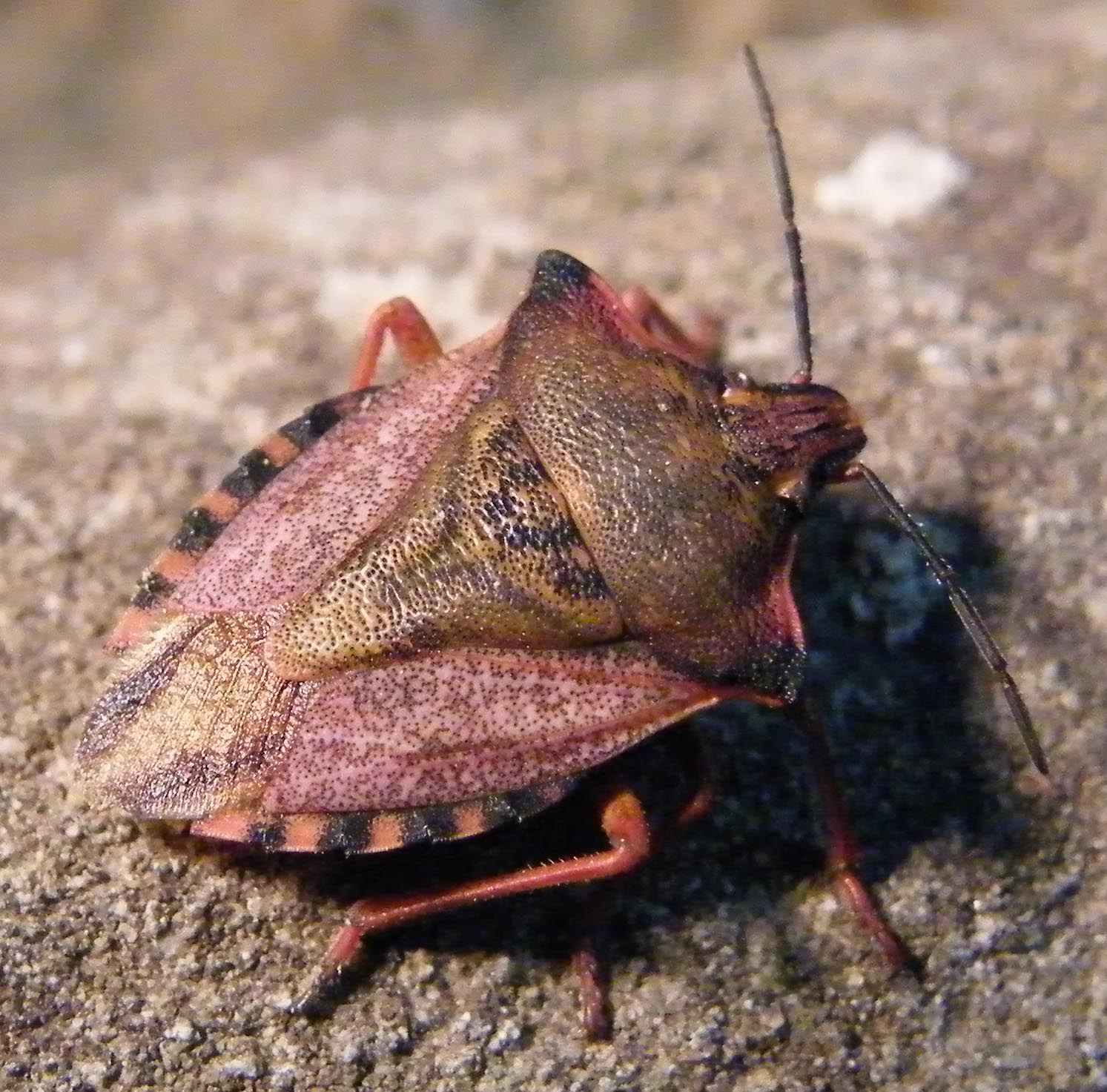 Carpocoris mediterraneus ?