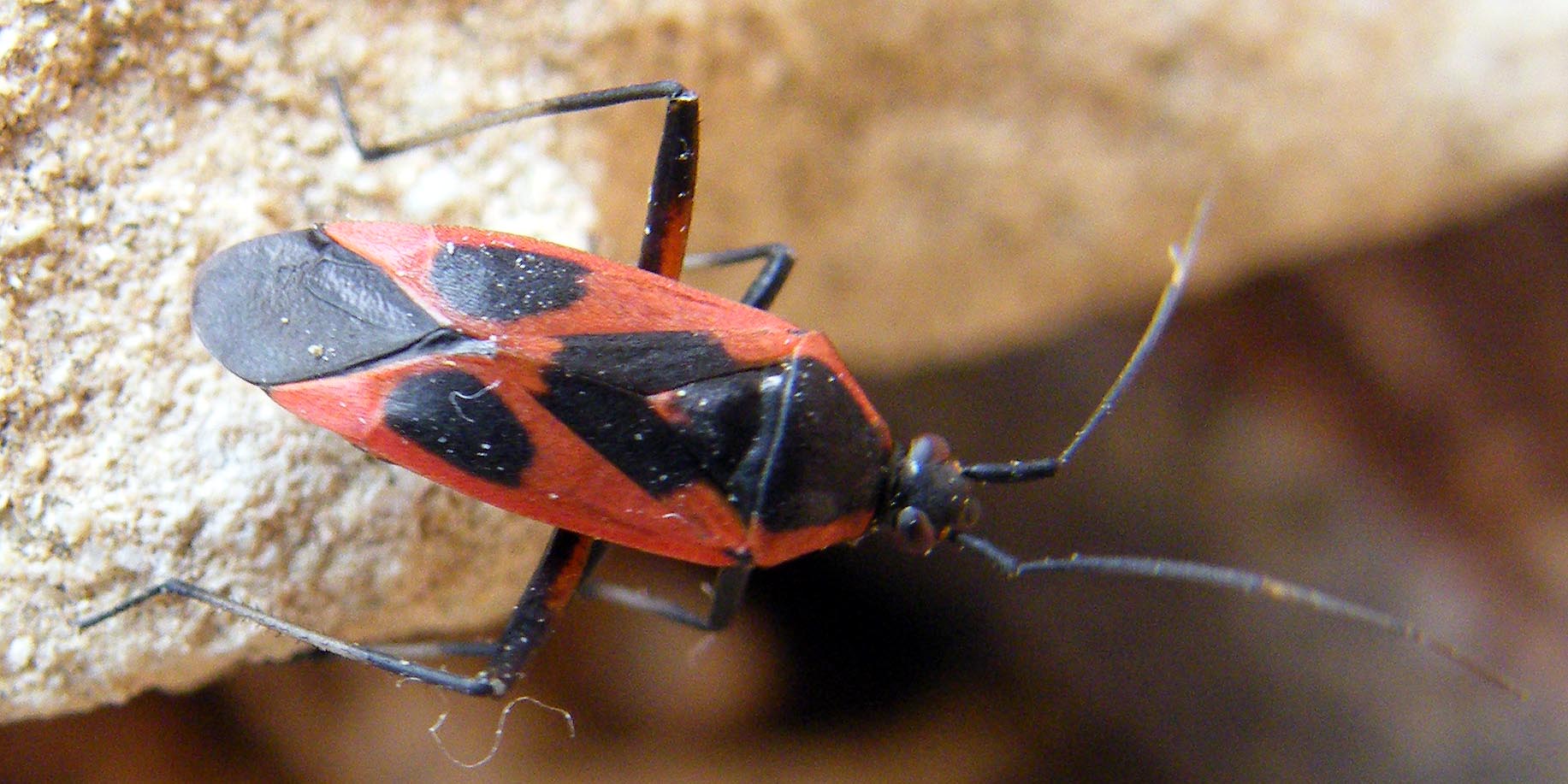 Miridae: Calocoris nemoralis, f.confluens