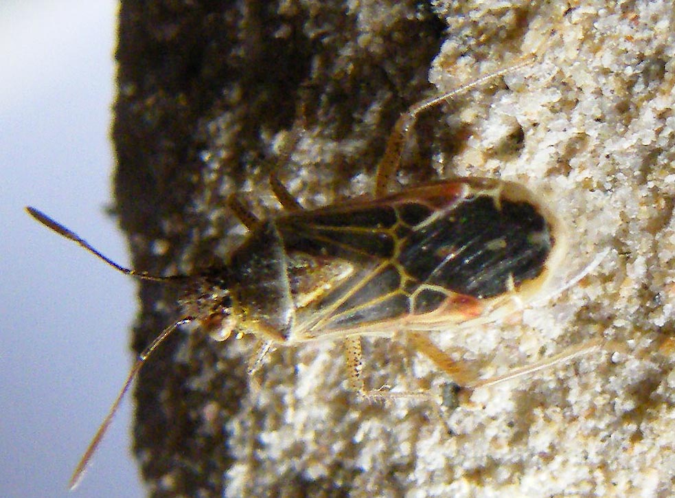 Rhopalidae: Liorhyssus hyalinus di Sardegna (Cagliari)