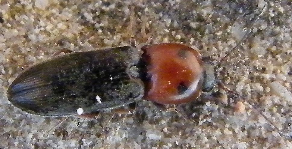 Cardiophorus argiolus?