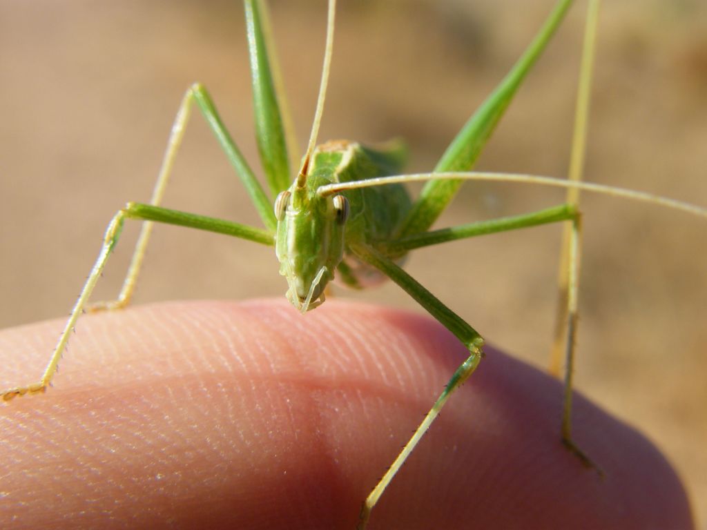 Phaneroptera da determinare