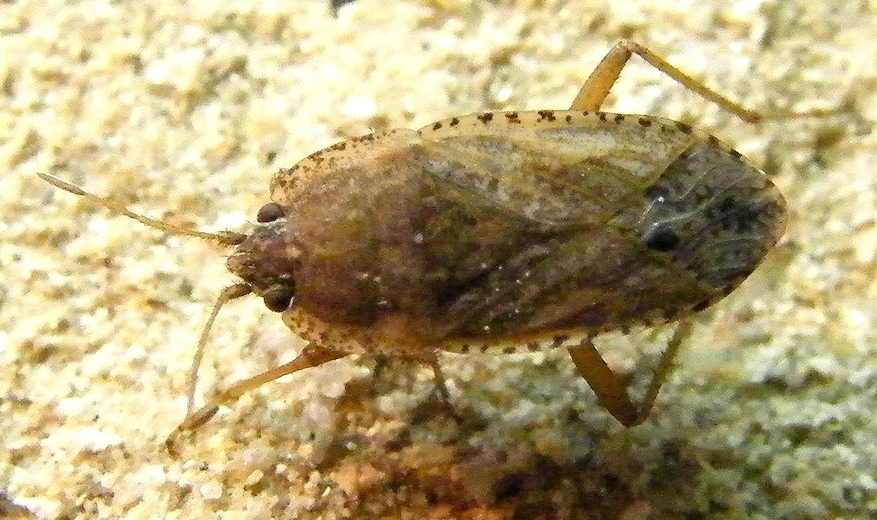 Lygaeidae: Emblethis sp. di Sardegna