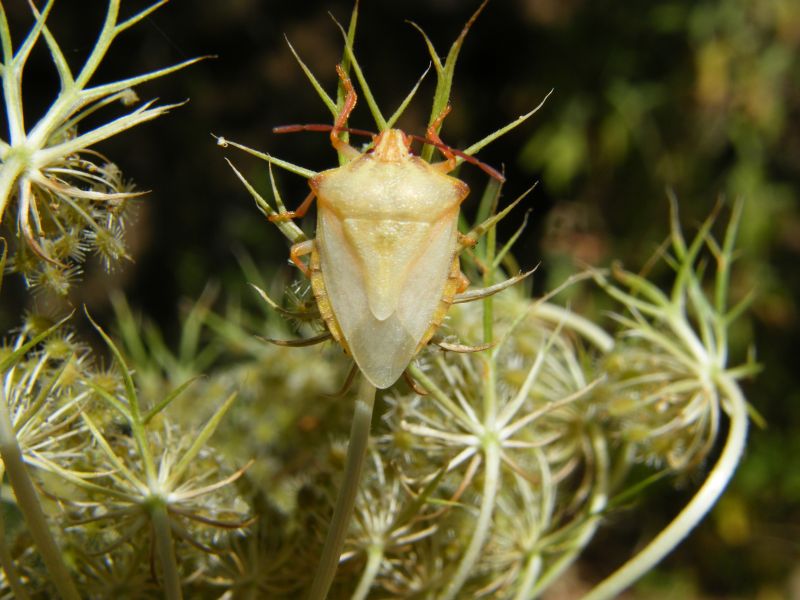 Carpocoris mediterraneus atlanticus 