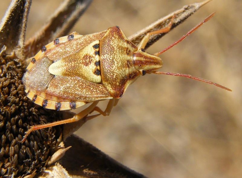 Qualche Codophila varia della Sardegna