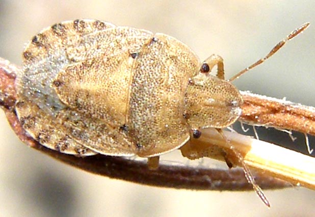 Pentatomidae: Sciocoris helferi delle saline di Cagliari