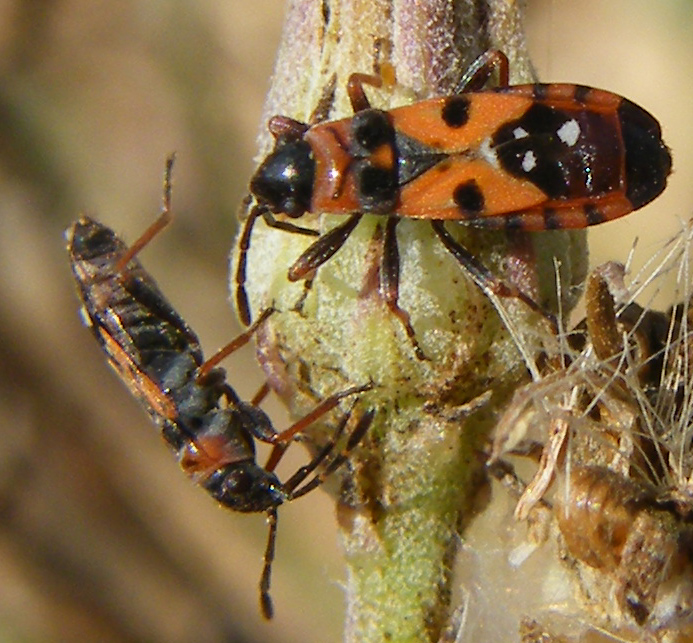 Lygaeidae: Horvathiolus gibbicollis delle saline di Cagliari