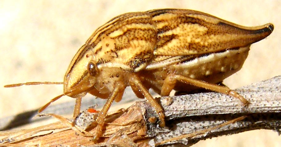 Scutelleridae: Odontotarsus caudatus della Sardegna