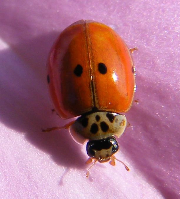 Coccinella da determinare