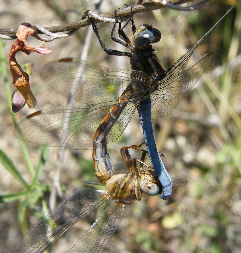 Quale Orthetrum? - Orthetrum coerulescens anceps