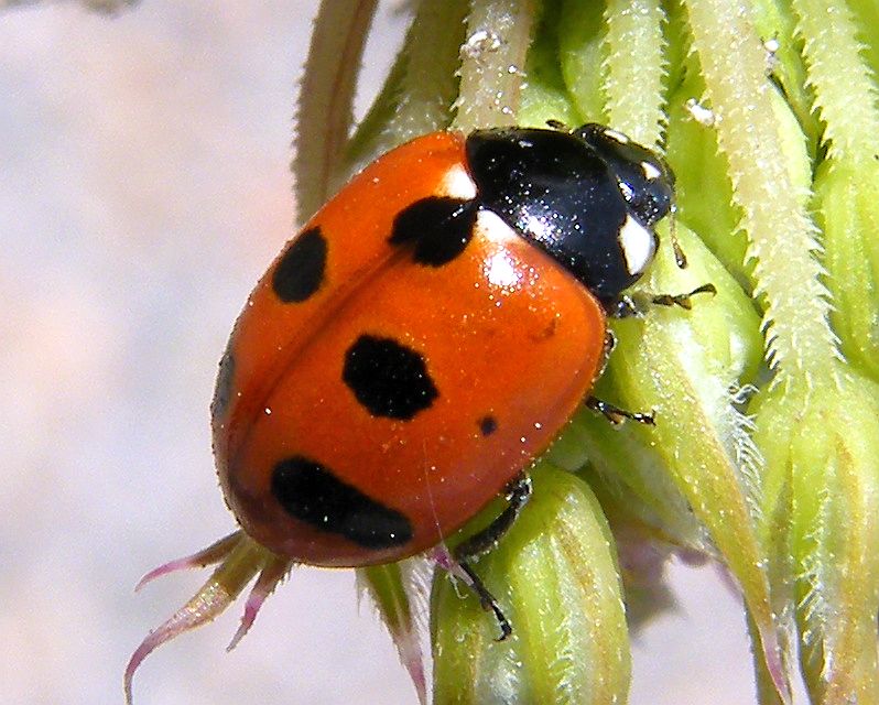 Coccinella septempunctata?