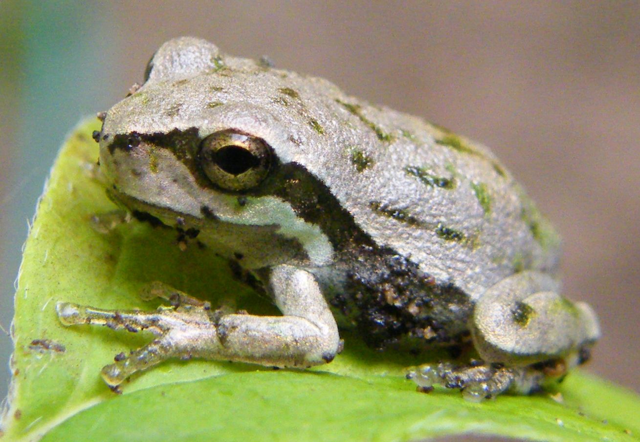 Hyla sarda