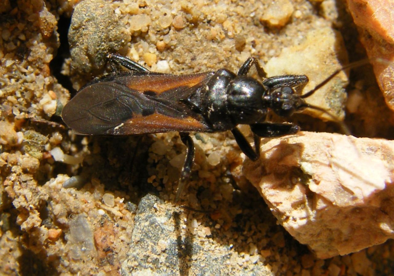 Reduviidae: Peirates strepitans della Sardegna