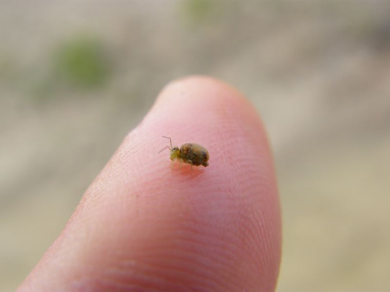 Altri collemboli - Sminthurus viridis