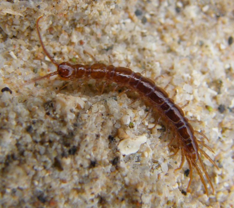 Lithobius